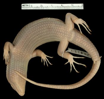 Media type: image;   Herpetology R-26411 Aspect: ventral